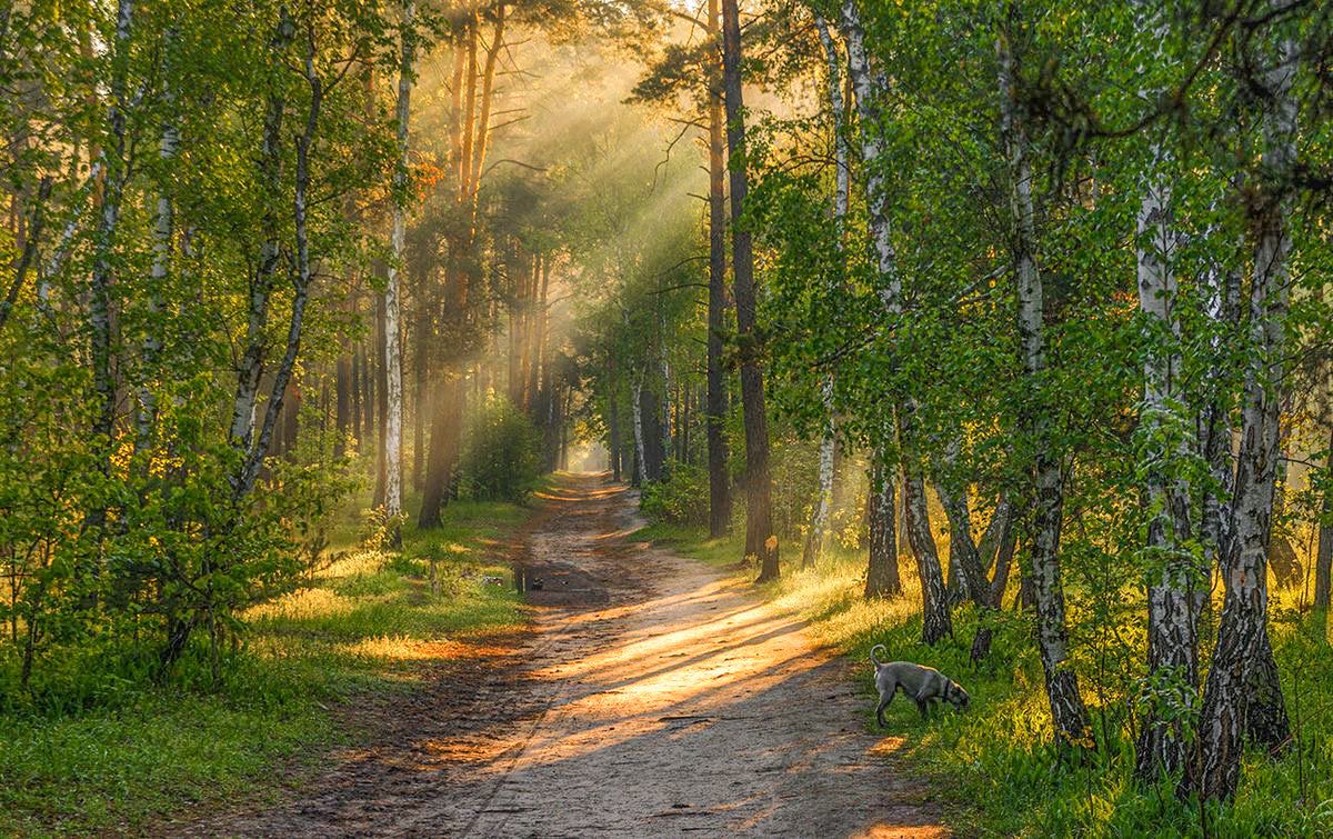 Golden sunbeams over a dirt forest path with a small grey dog sniffing grass beside the trail